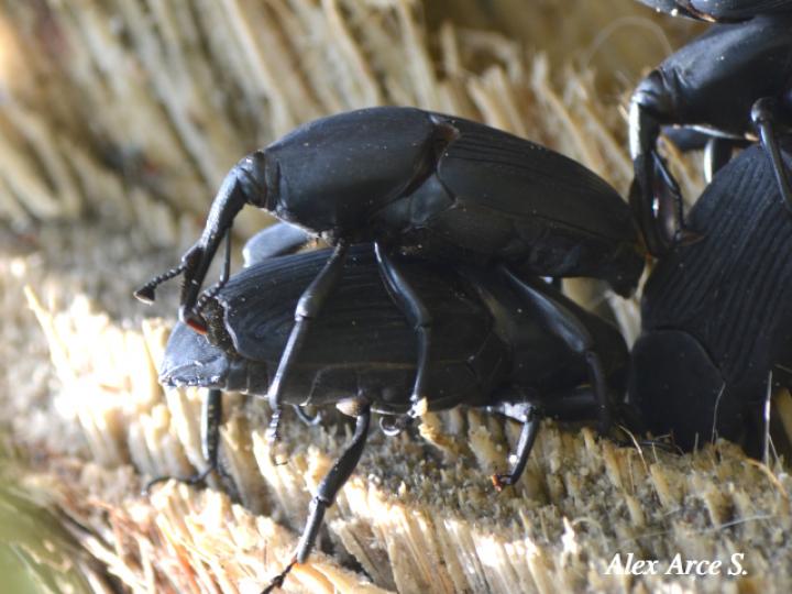 Escarabajo del cocotero
