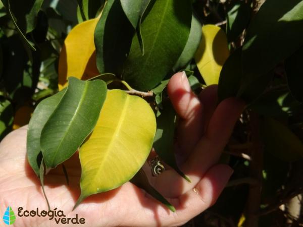 Ficus benjamina macetero barro