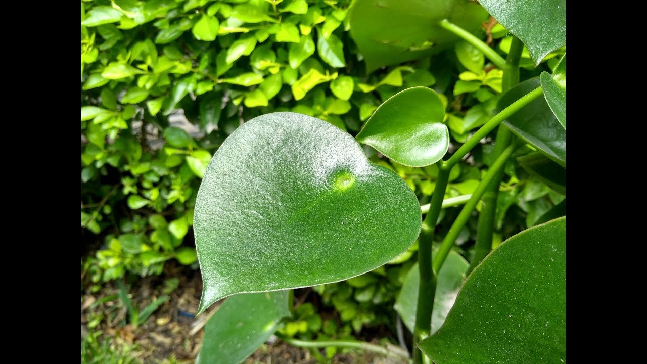 Peperomia polybotrya hojas amarillas