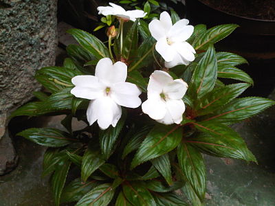 Zamioculca y alegria de guinea