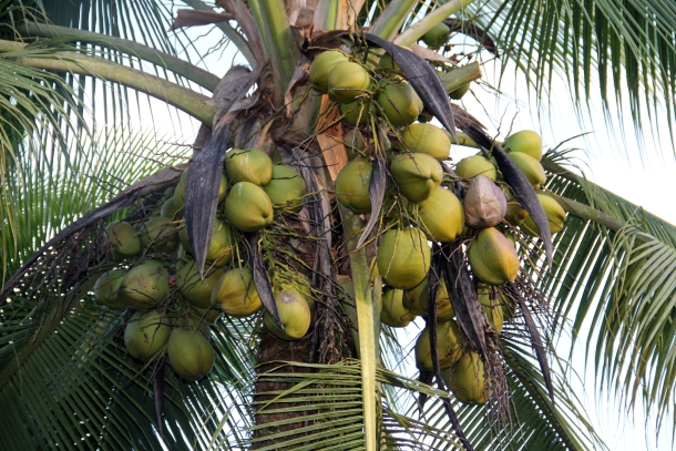 Cadang del cocotero español