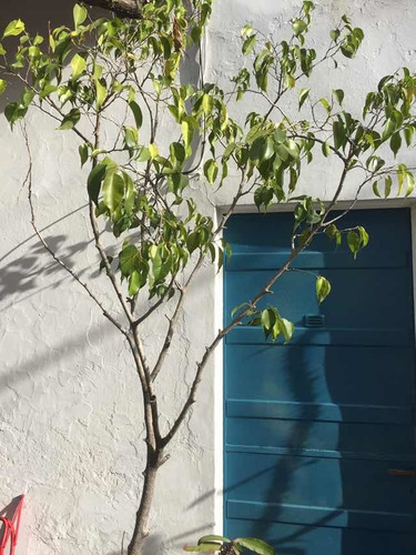 Ficus benjamina pocas hojas