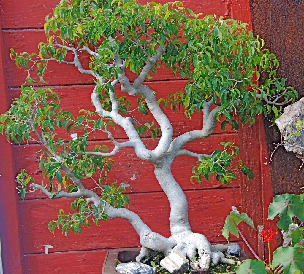 Ficus benjamina wiandii