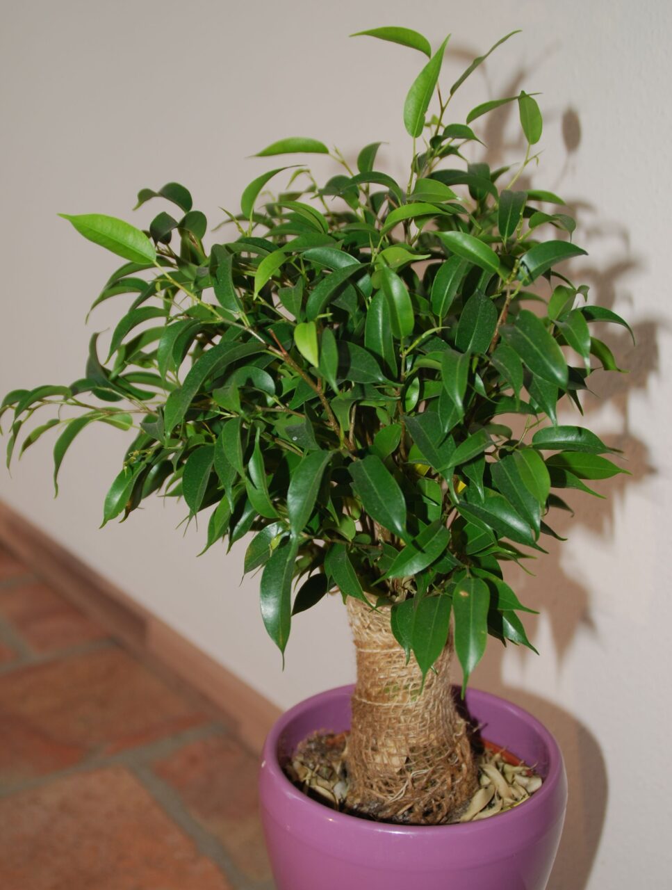 Semillas bonsai ficus benjamina