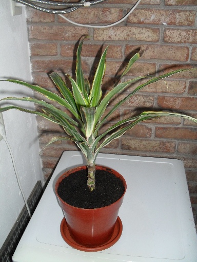 Transplantar dracena lemon