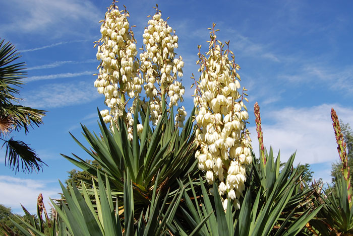 Yuca imagenes planta