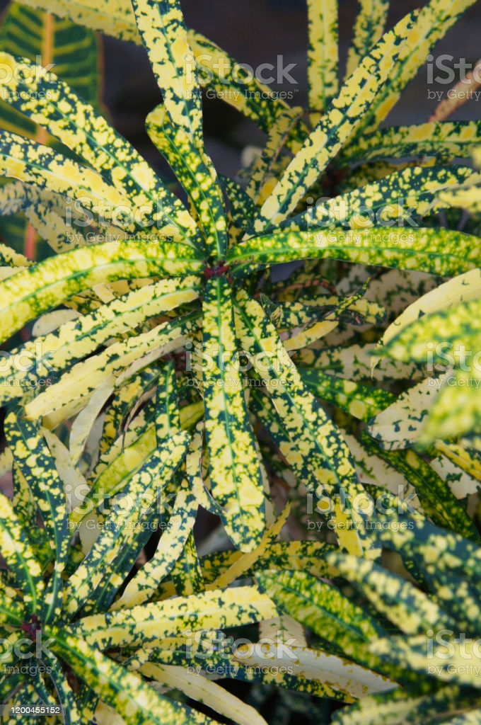 Codiaeum variegatum pictum croton