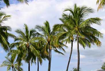 Es lo mismo cocotero que palmera