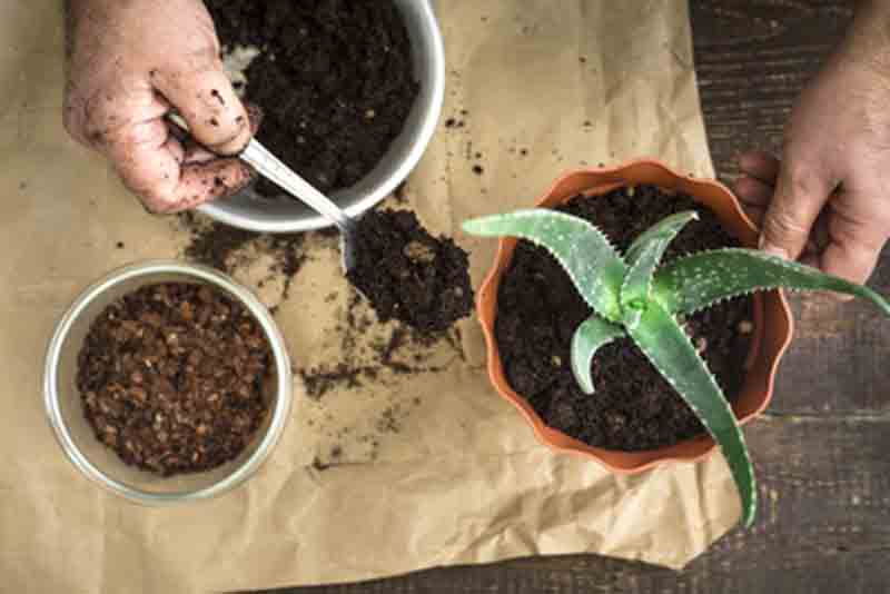 Comer aloe vera natural