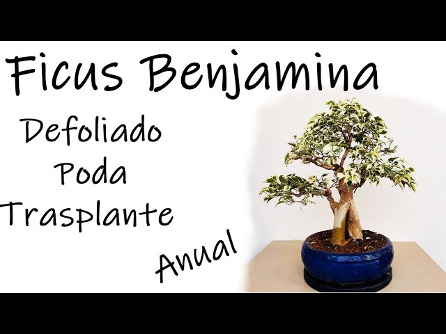 Cuando defoliar ficus benjamina