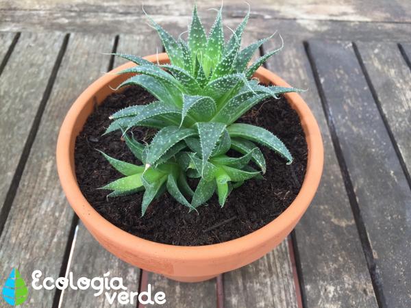 Cuando se puede trasplantar una planta de aloe vera