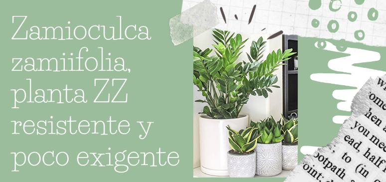 Altura que alcanza la zamioculca