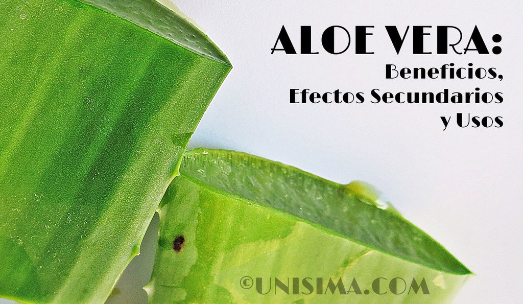 Aloe vera contraindicaciones y consejos
