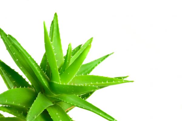 Aloe vera para el herpes genital