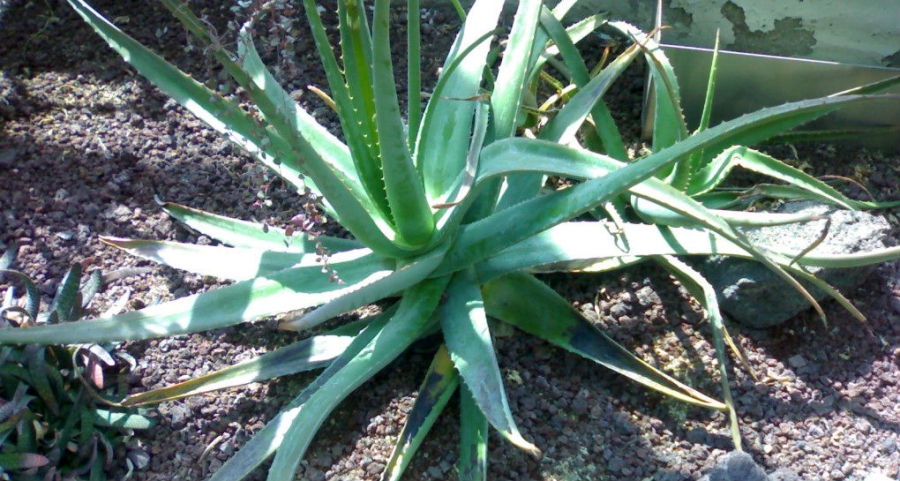 Como se reconoce el aloe vera