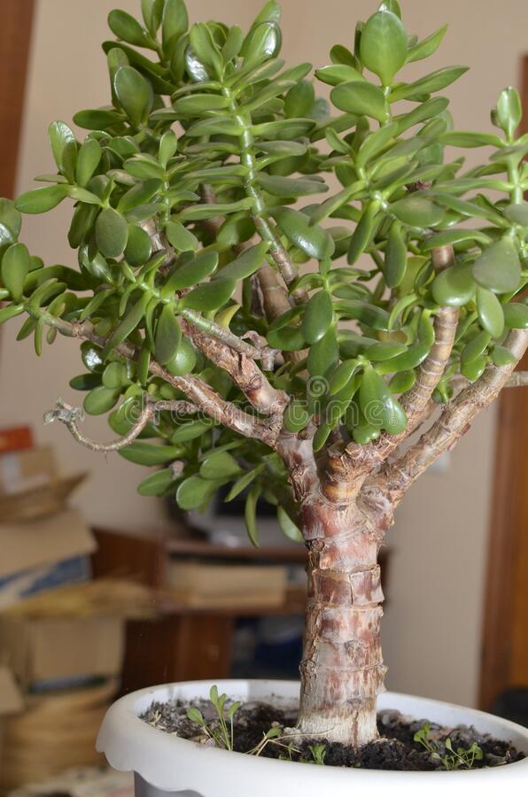 Planta del dinero suculenta