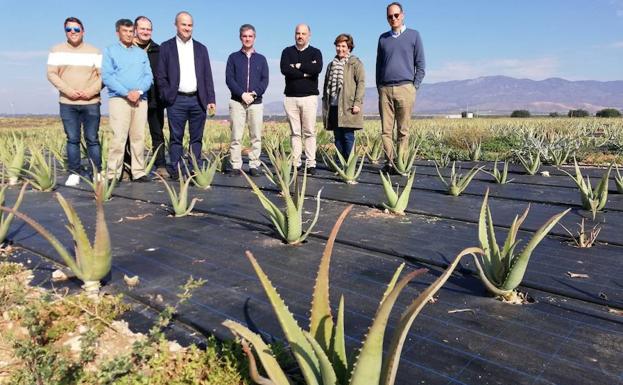 Cultivo de aloe vera en casa