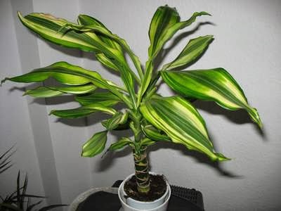 Semilla dracena fragrans
