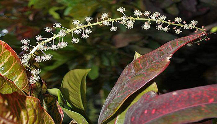 Croton planta propiedades