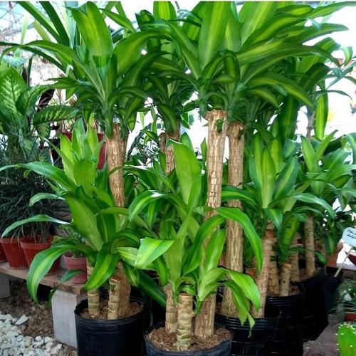 Dracena tronco podrido