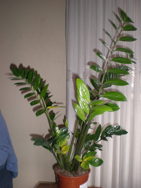 Zamioculca hojas nuevas amarillas