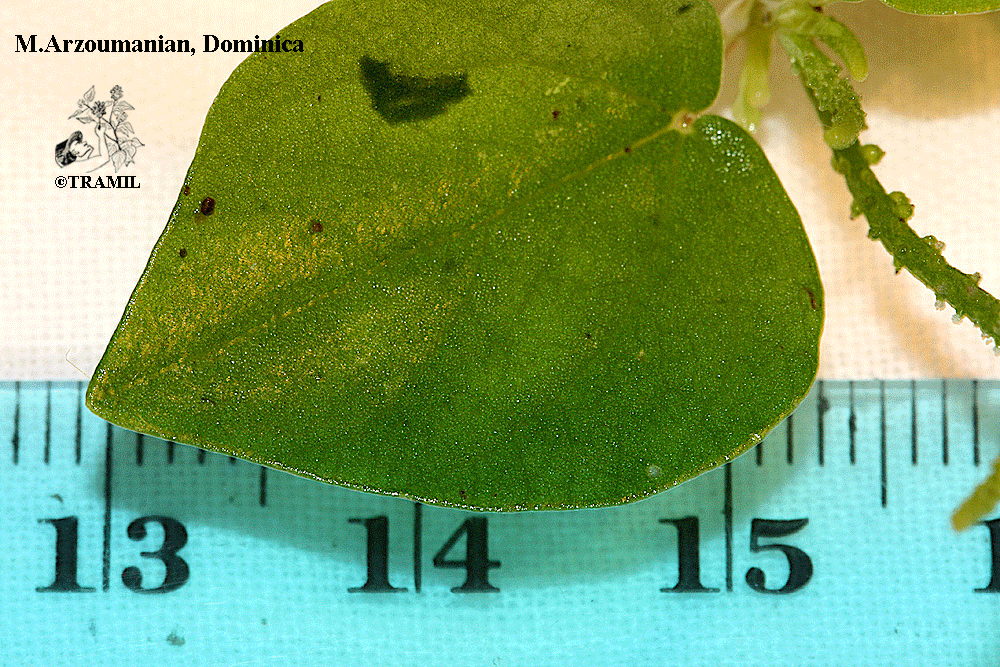 Plantar peperomia pellucida