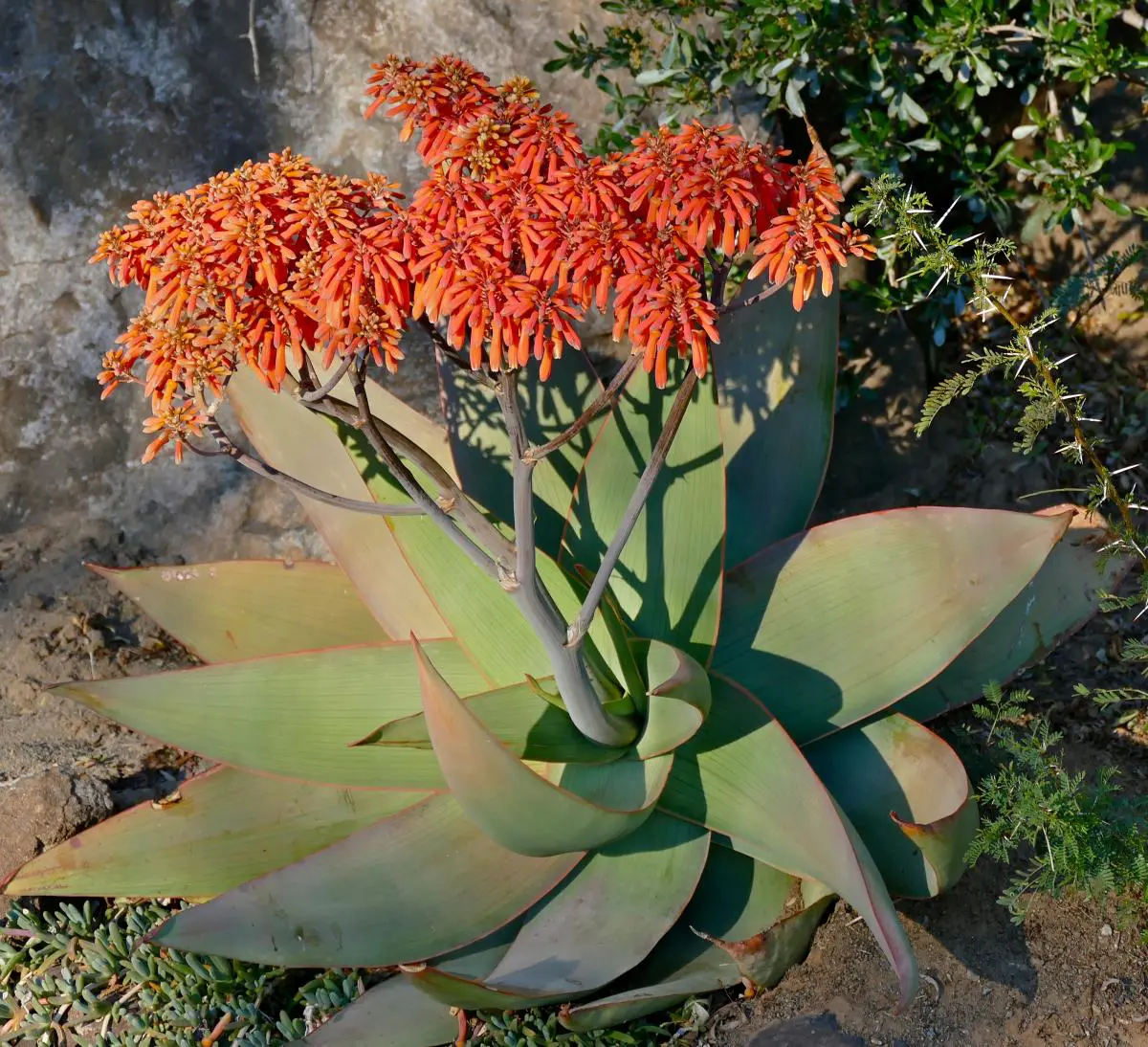 Tipos de aloe vera en chile
