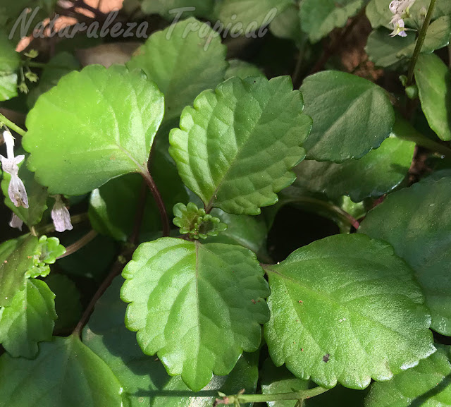 Planta del dinero hojas pequeñas