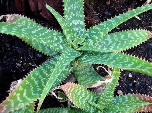 Sabila aloe vera macho