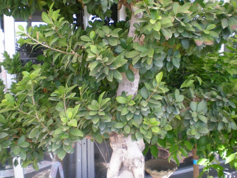 Arbol ficus benjamina raices
