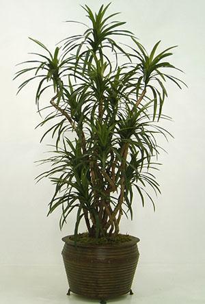 Dracena marginata en el baño
