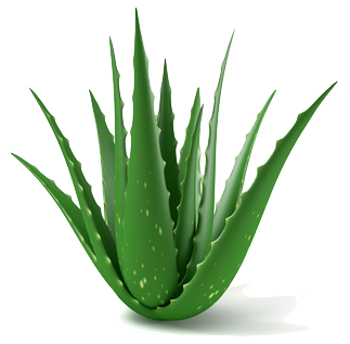 Texto expositivo sobre el aloe vera
