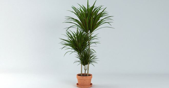 Dracena cuando se transplanta