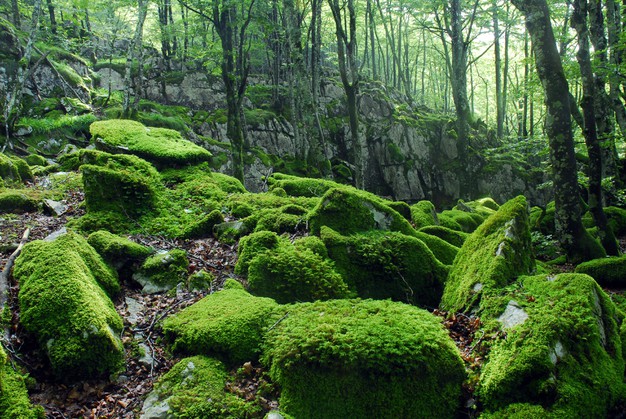 Musgo junto a adiantum capillus veneris