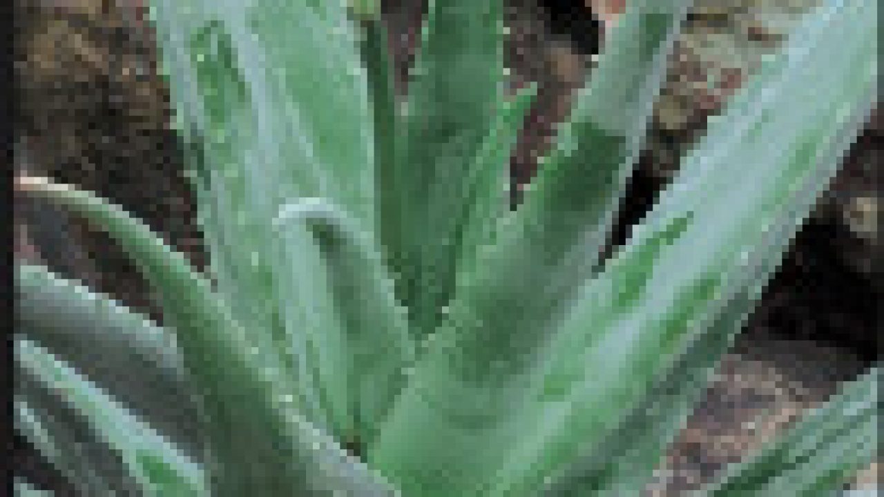 Pasta de dientes de aloe vera propiedades