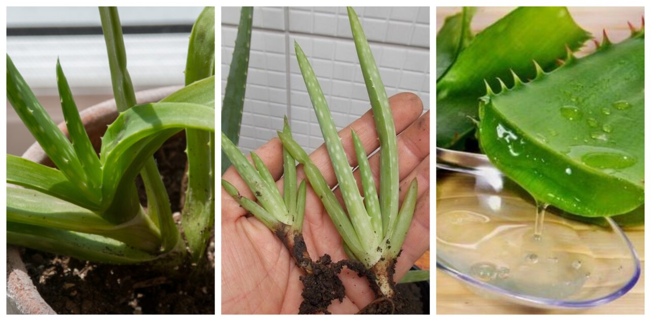 Donde comprar aloe vera penca zabila