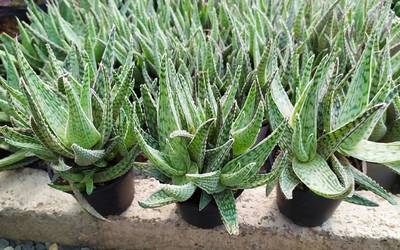 Propiedades aloe vera ingerido