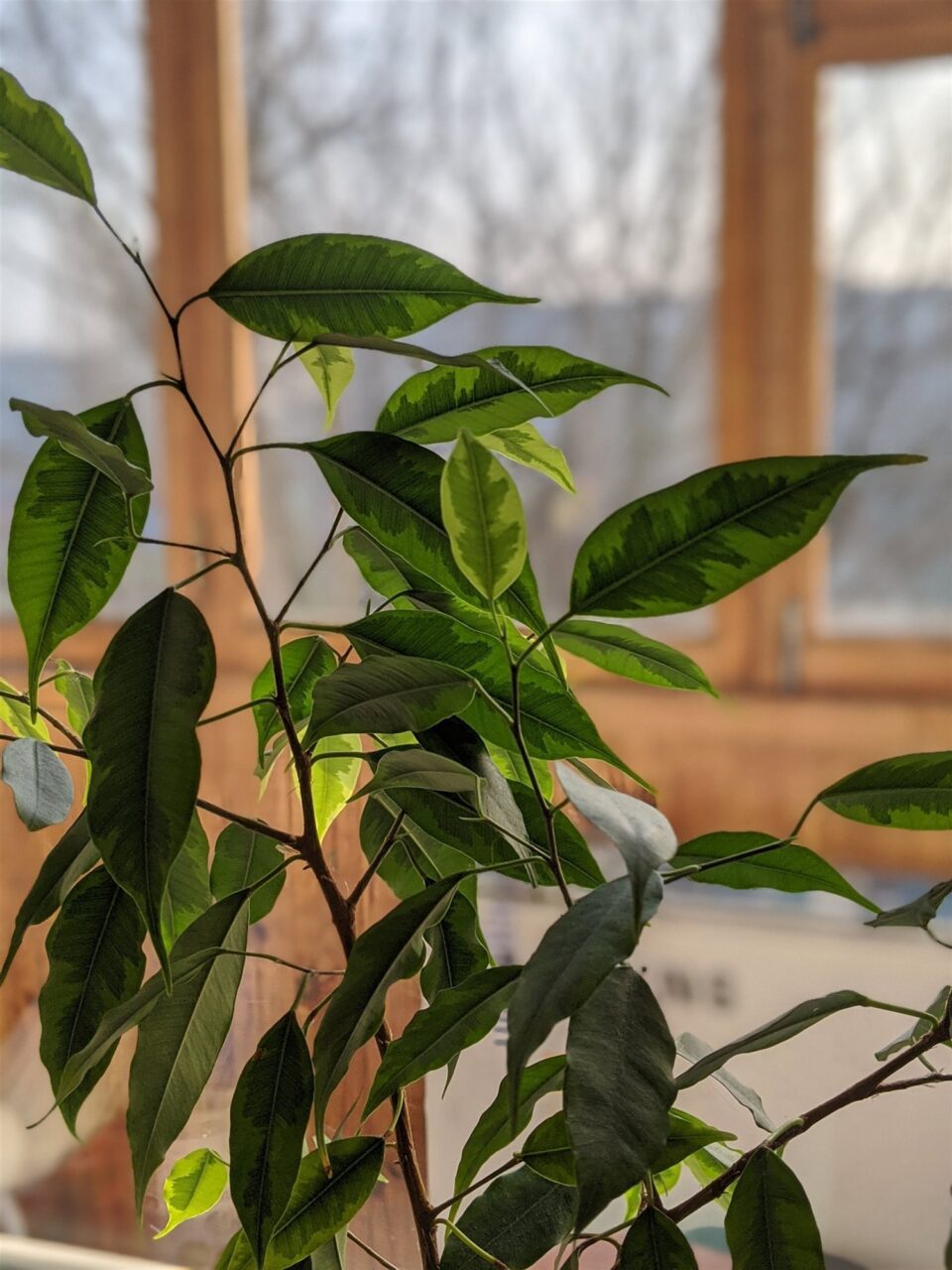 Donde colocar en casa un ficus benjamina