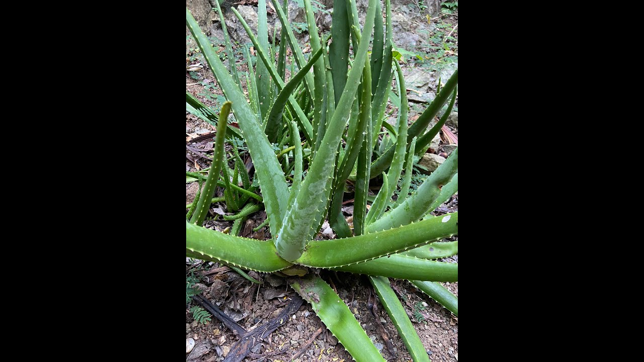 Imagenes de planta aloe vera