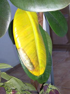 Ficus benjamina hohas amarillas que se caen