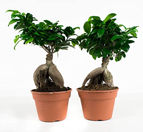 Cuidados de ficus benjamina cambio de maceta