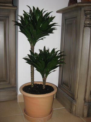 Dracena compacta nombre cientifico