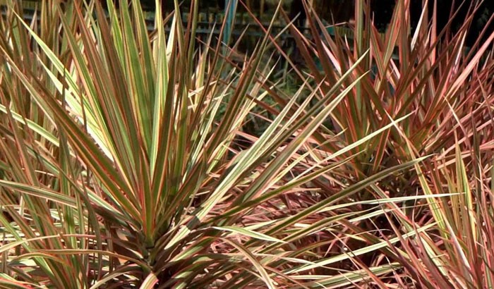 Dracena marginata nombre comun