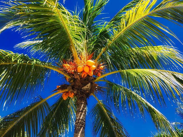 Planta coco cocotero