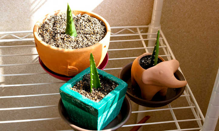 Como sembrar aloe vera sabila