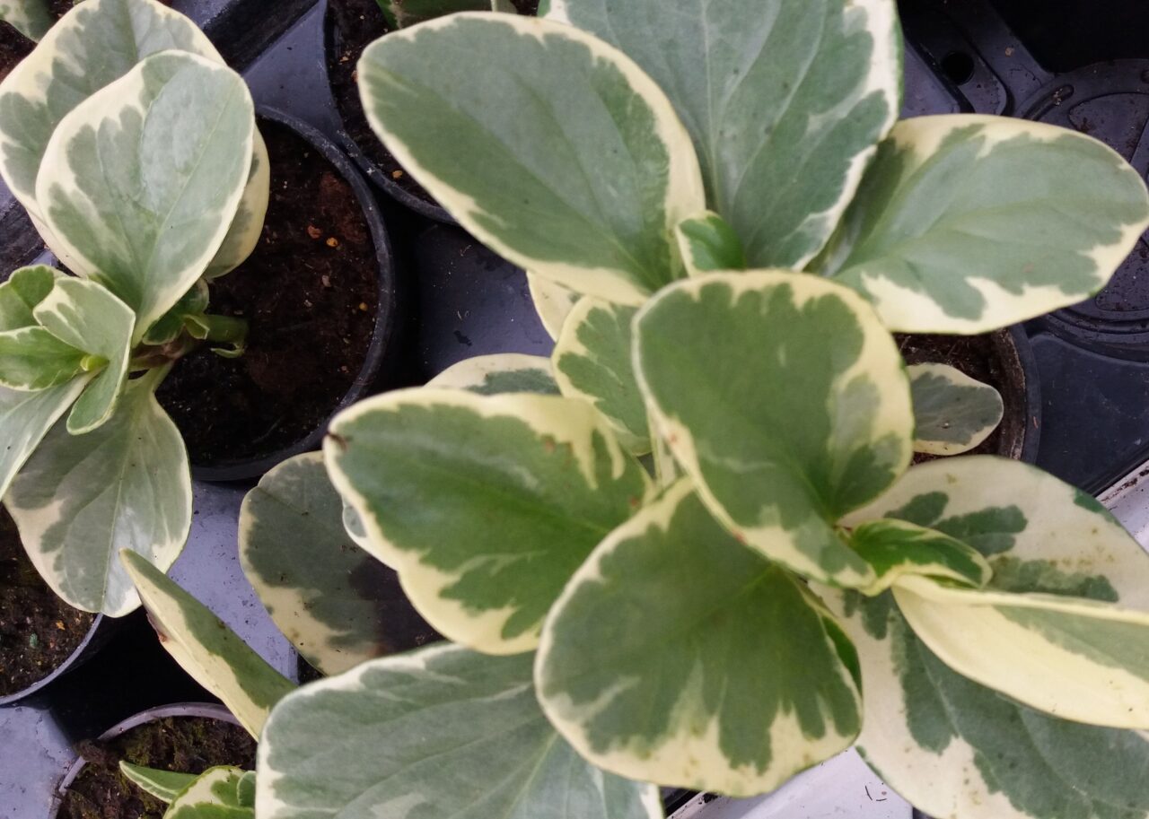 Peperomia de hoja de plata