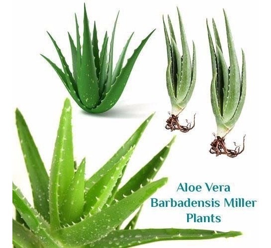 Cual es la verdadera aloe vera