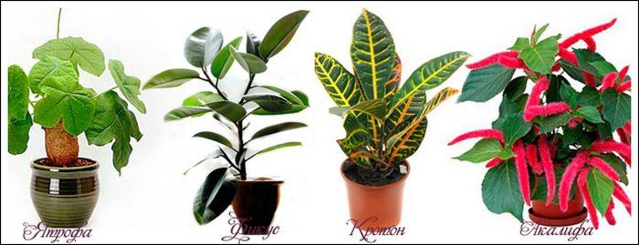 Plantas peperomia alergia
