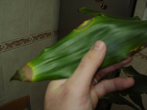 Dracena hawaii puntas secas