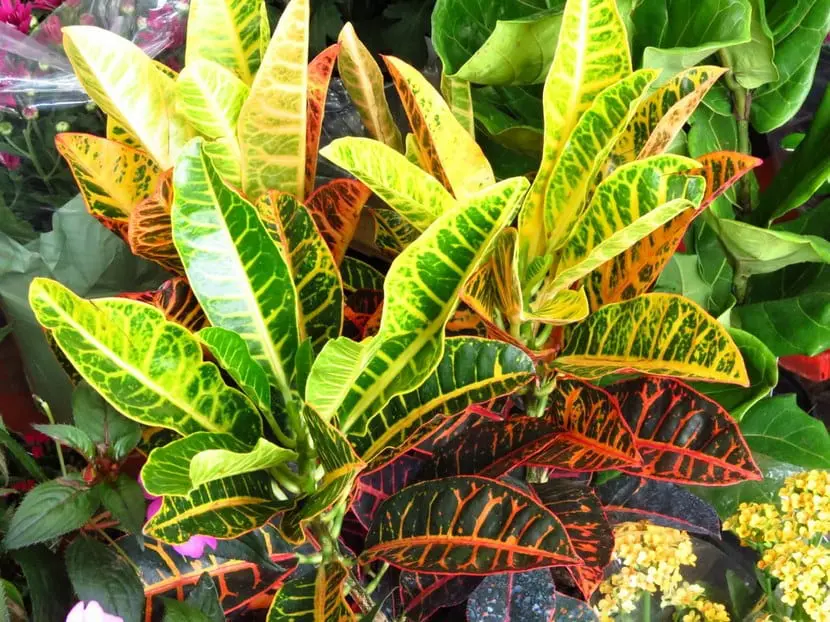 Croton planta nombre cientifico